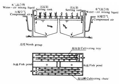 魚菜共生系統的研究